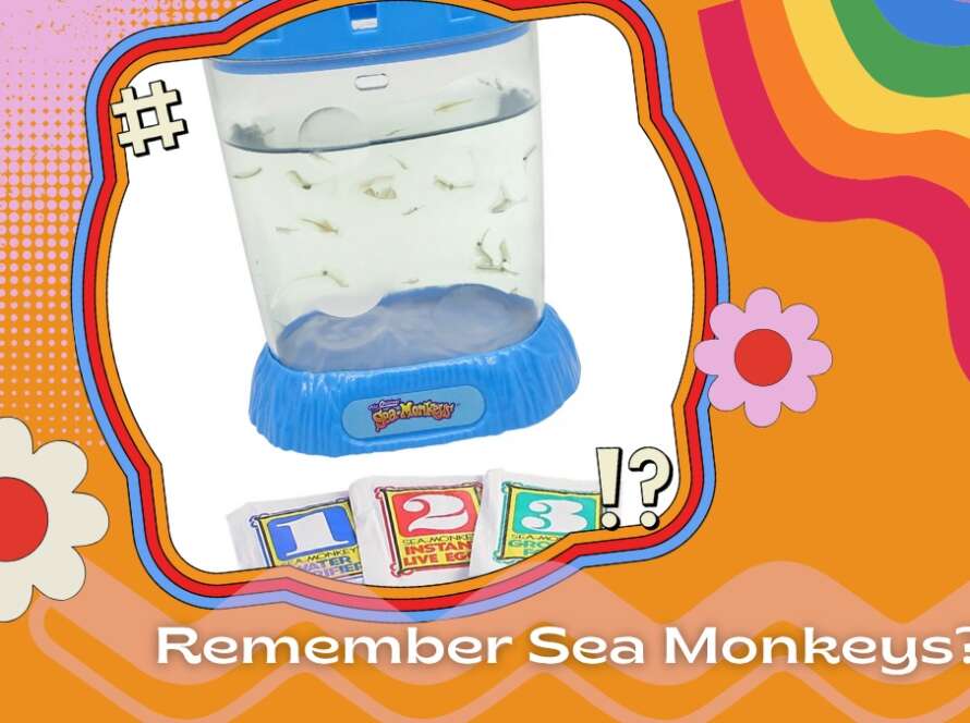 Remember sea monkeys?