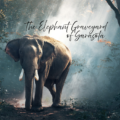 The Elephant Graveyard of Sarasota: When Giants Carried the Circus on Their Backs