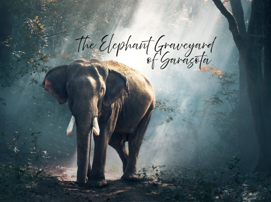 The Elephant Graveyard of Sarasota